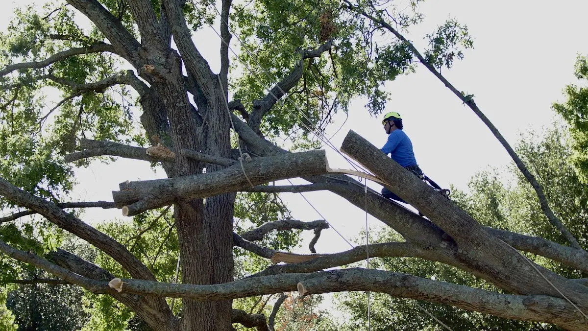 Professional Hazardous Tree Removal performed by certified arborists in Greenfield
